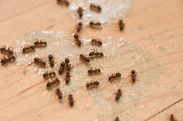 Best Ant Control Services  in Madeira, OH